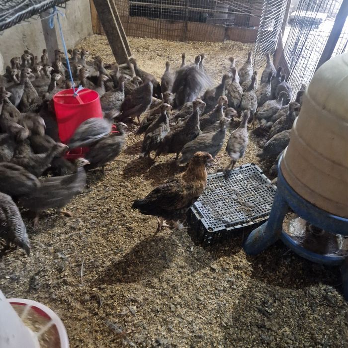 Bibilici de carne și ouă  tineret