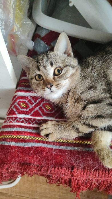 Отдам котенка в добрые руки