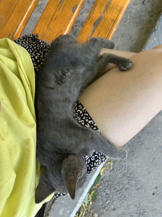 Отдам котенка в добрые руки!  Девочка, 1 месяц.