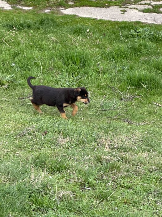 Щенки в добрые руки