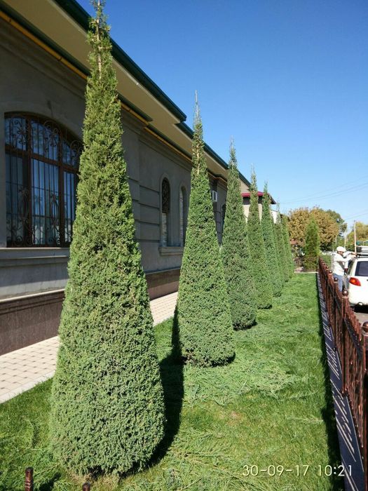Gazon xar xil kóchatlar mavjut