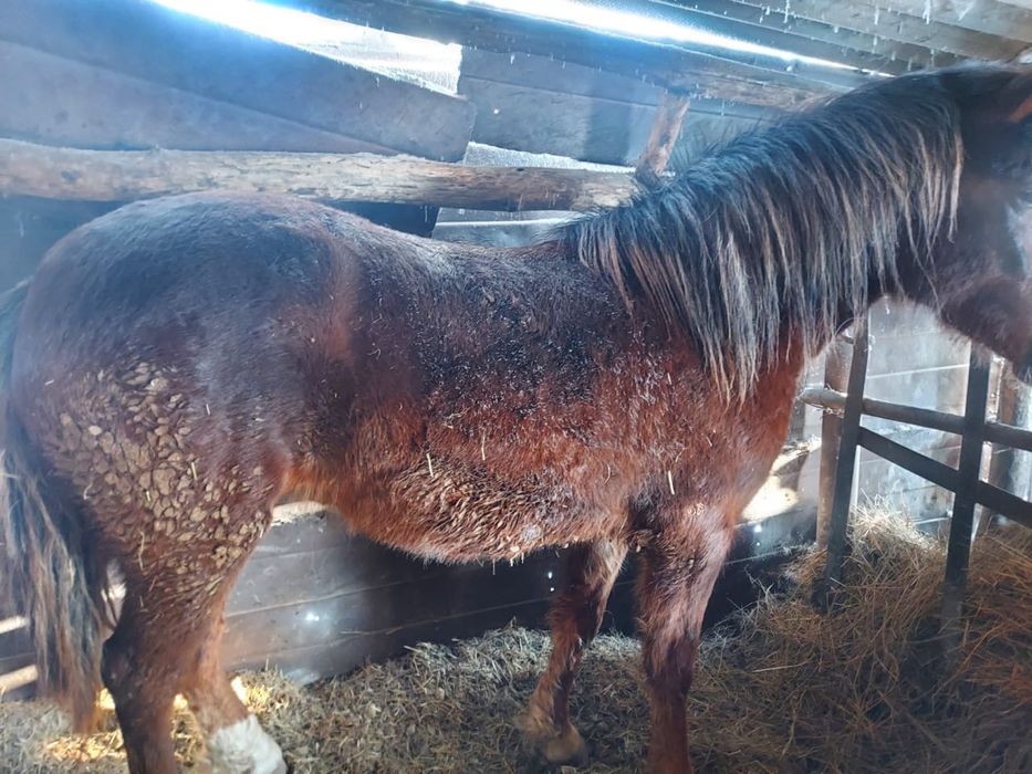 Продам байтала !!!