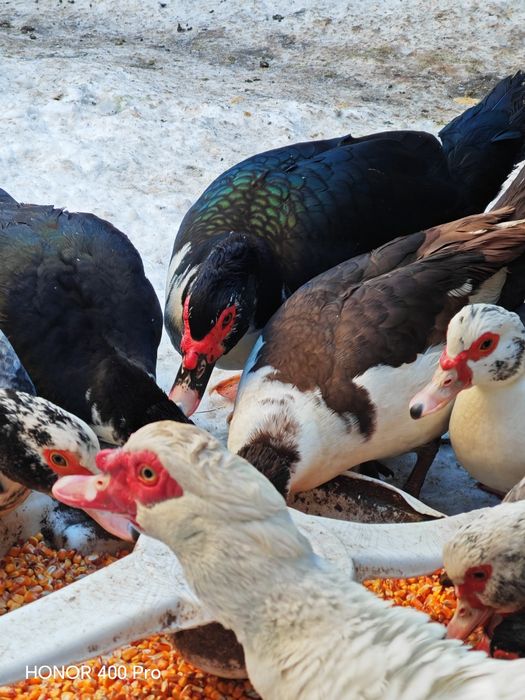 Disponibile oua de rata muta