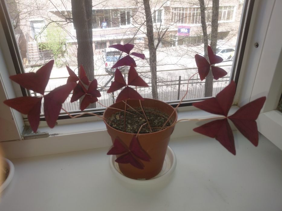 Оксалис (бабочка)