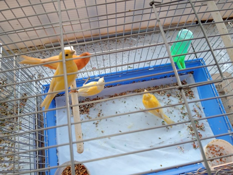 Канарейки и жёлтые птицы