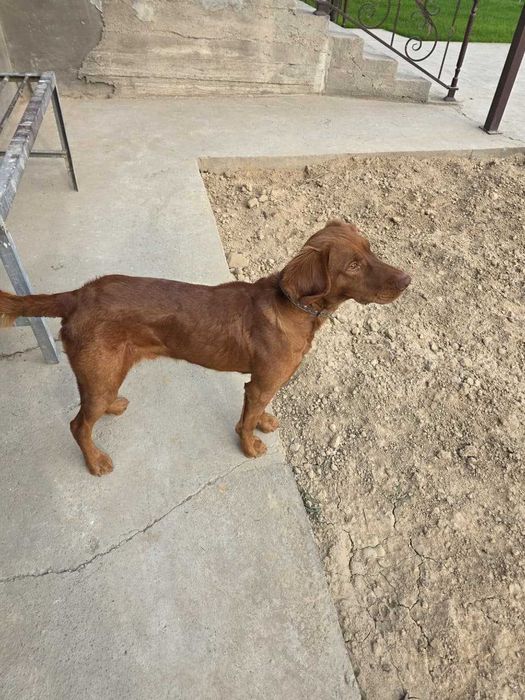 Вязка / жүптастыру