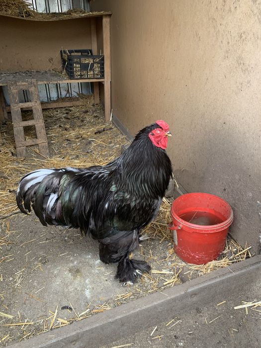 Vand cocosi brahma pe negru si splash si 1 wiandott si unu portelan