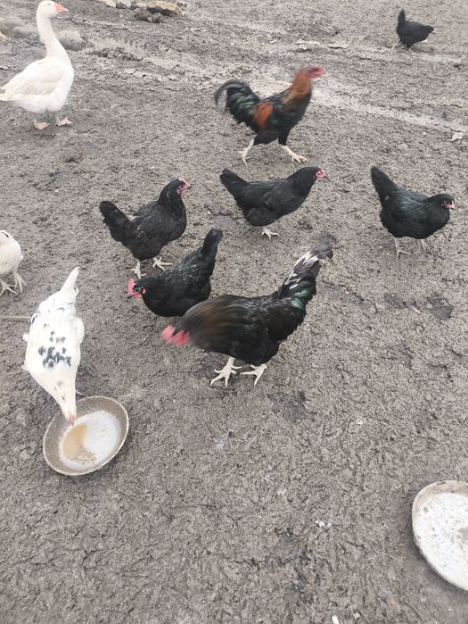 Продам  петухов.