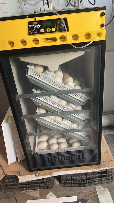 Яйца для инкубации