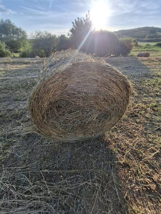 Vând baloți   Lucernă