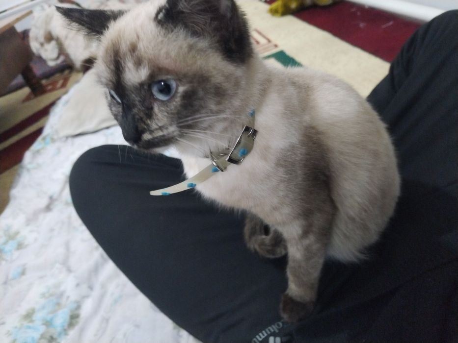 Siam mushuk sotiladi