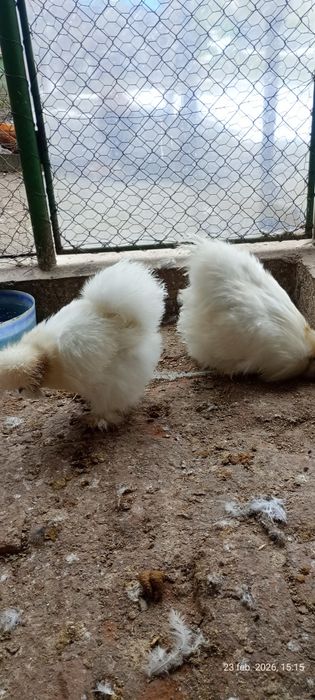 Vând mătase japoneză