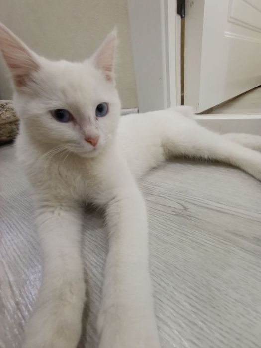 Отдам кота бесплатно