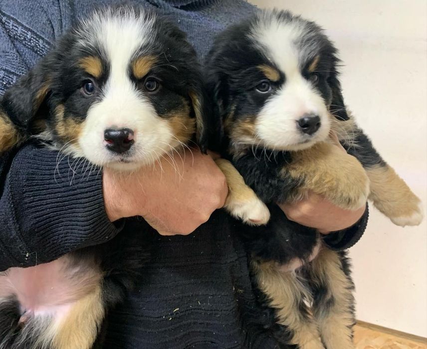 Щенки Бернского Зейнедхуда