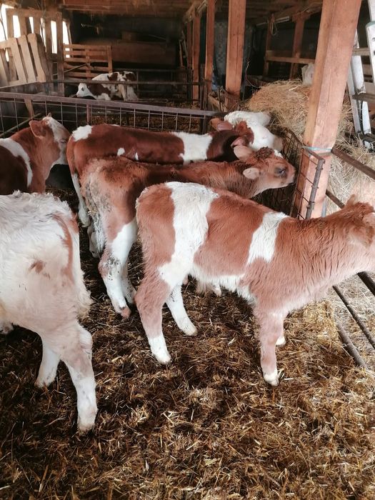 Vând viței încărcați și semi încărcați