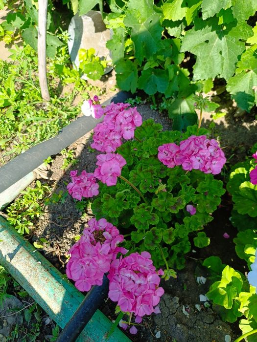 Герань цветущая пеларгония