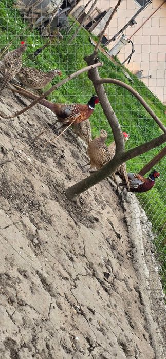 Vand pauni si fazani