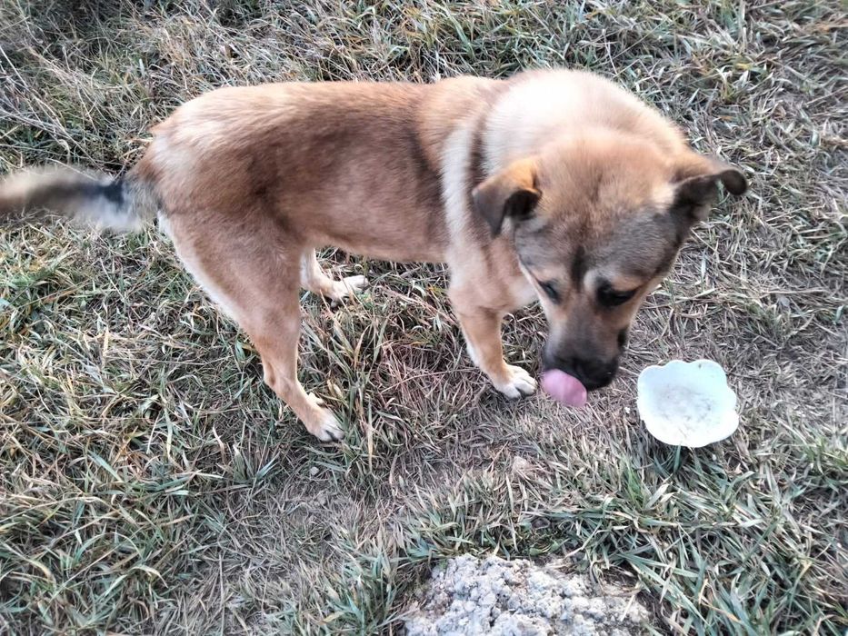 Крупный пес в хорошие руки