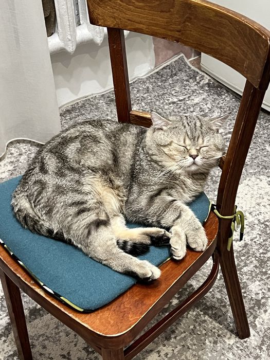 Отдам кота в добрые руки