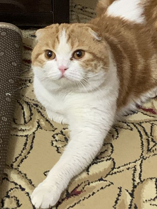 Scotish Fold Britan Barsik