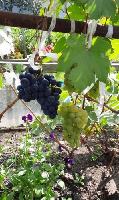 Виноград саженцы