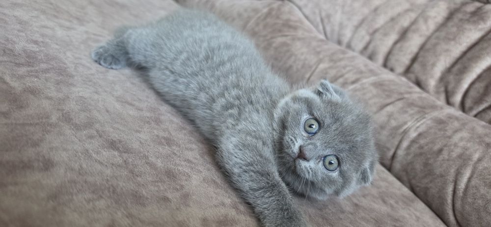 Клепоуха Принцеса
