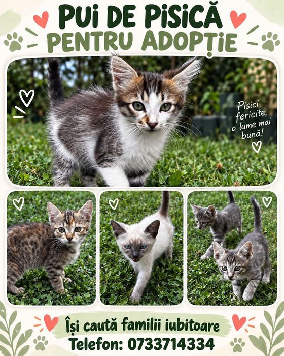 Oferim spre adopție pui de pisica cu varsta de 10 săptămâni!