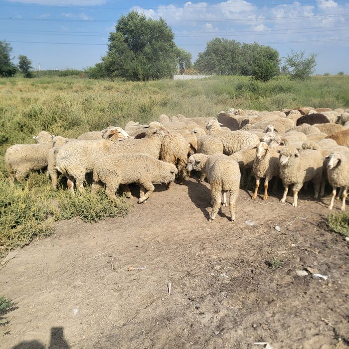 Продам зимних ягнят
