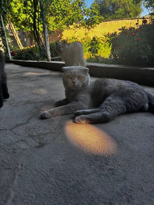 Scottish fold 2yosh o'g'lbola