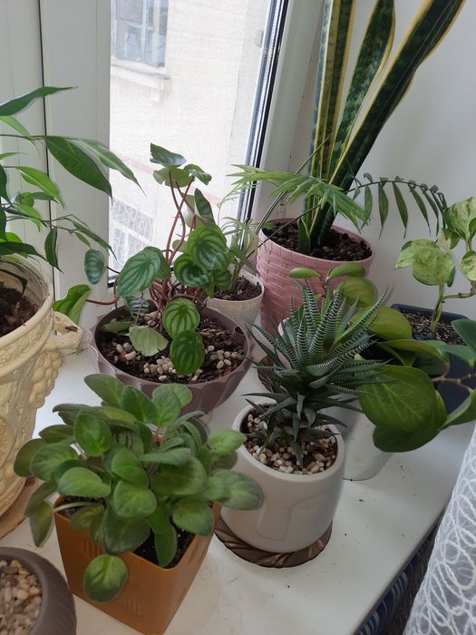 Продам комнатные цветы