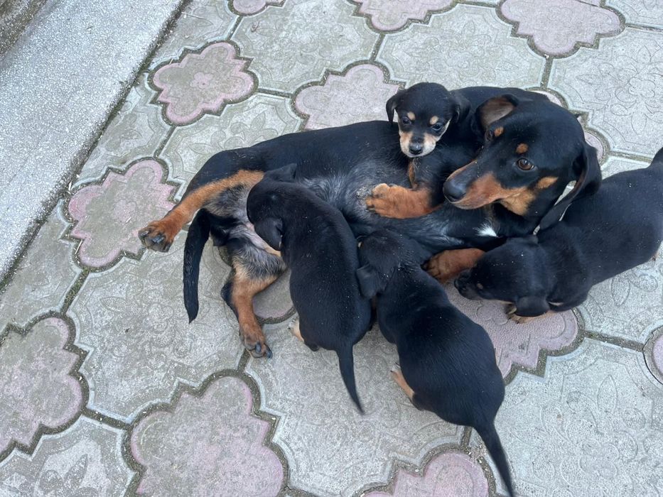 Pui de teckel , 2 luni