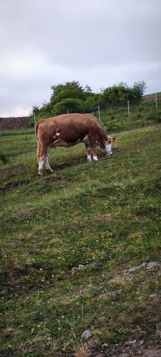 Vând junincă la prima fatare
