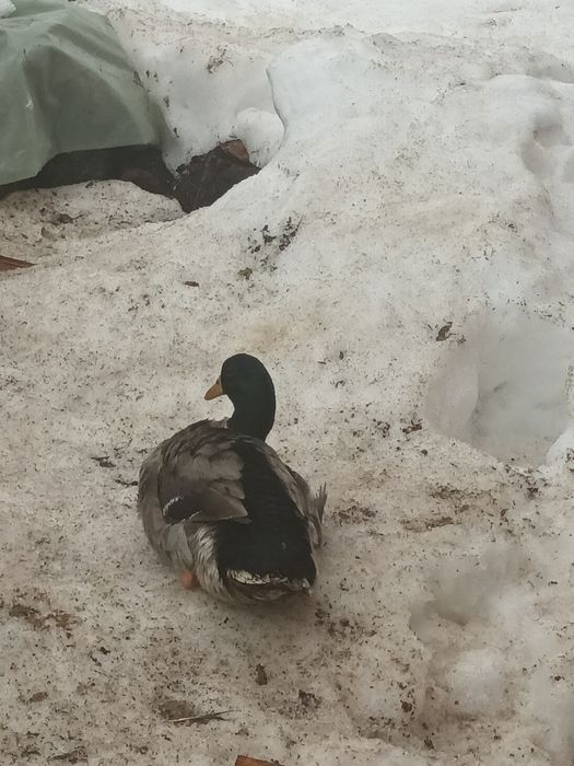 Rate alergatoare indiene