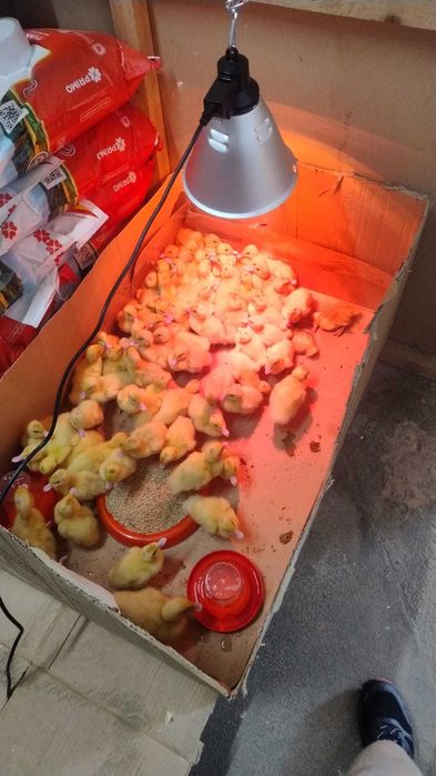 Pui de o zi, rate Moulard de o zi, bibilica, gasca