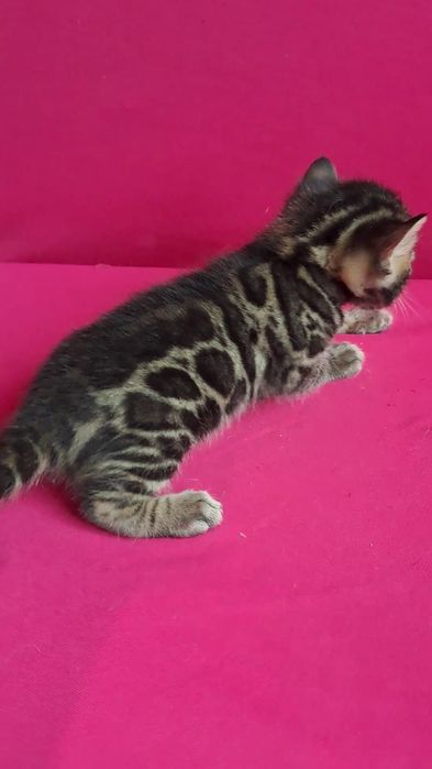 Бенгальский котёнок | ПРЕМИУМ класс