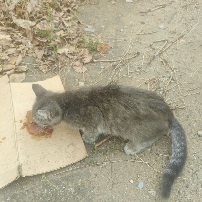 Котёнок ищет дом