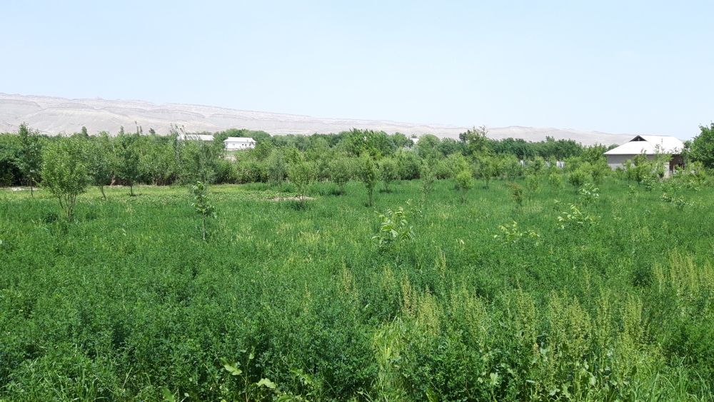 Oq tuproqli xosildor yerlar