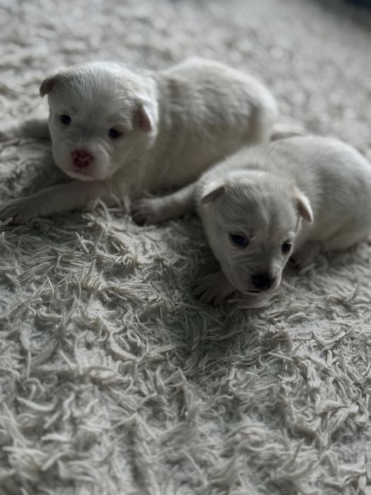 Bishon maltez 2 fetite