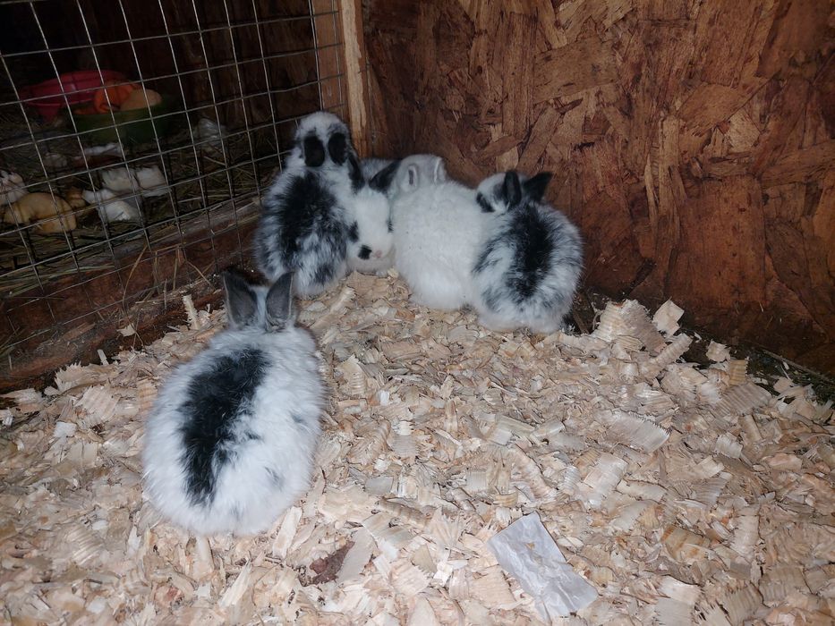 Продам Декаротивных кроликов