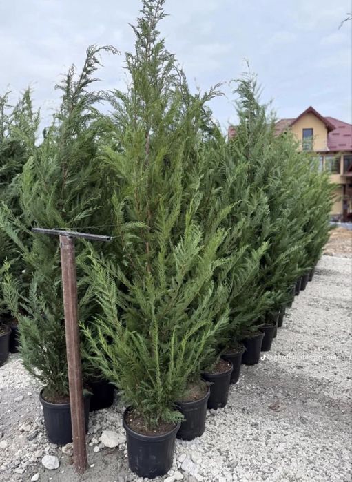 Leylandii la oferta !!!