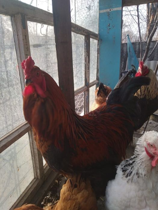 Инкубационные яйца брама