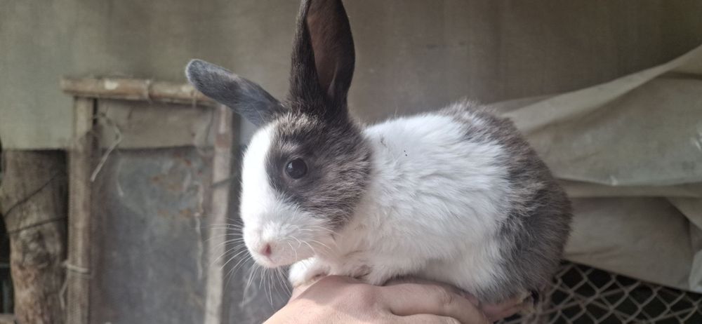 Quyon bolalari sotiladi 1+ oyli