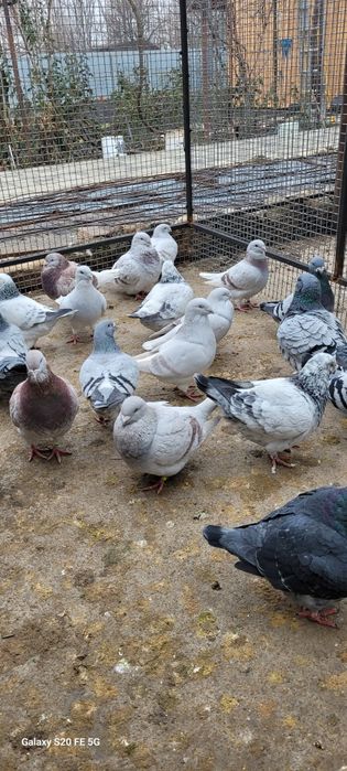 Porumbei standard românesc