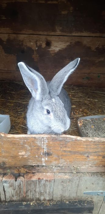 Schimb cu găini de casă