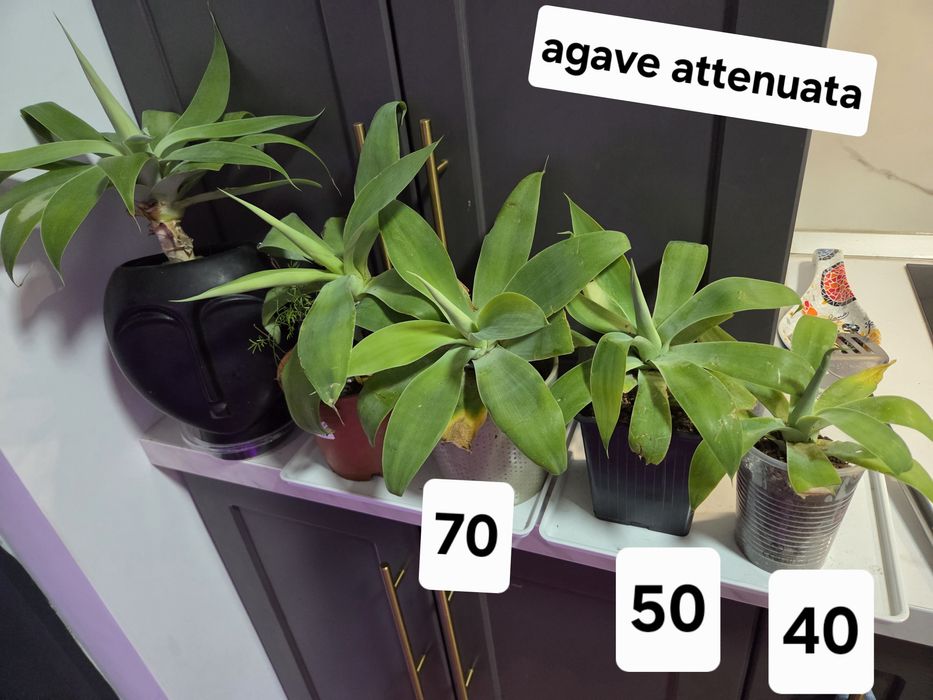 Monstera Dubia, siltepecana Alocasia