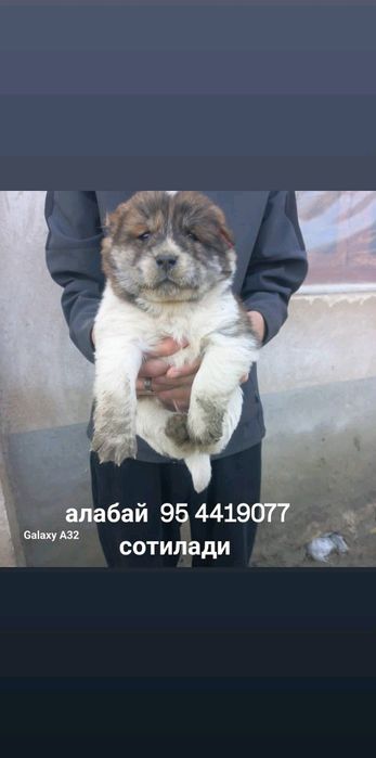 Алабай боласи сотилади