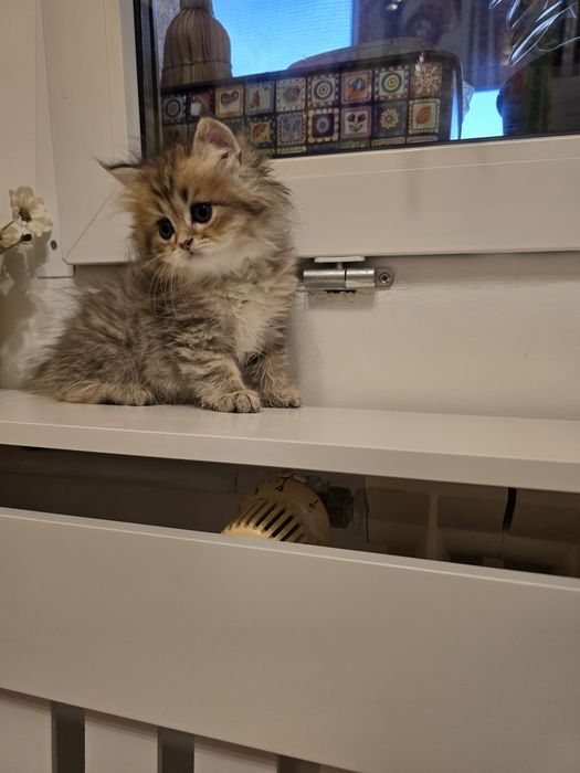 Pui pisică british longhair