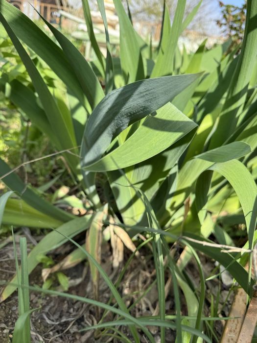 Продам саженцы Ириса.