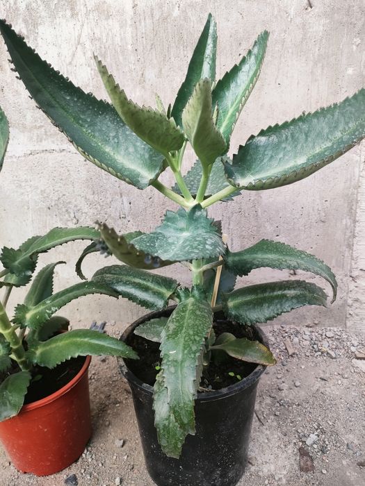 Каланхоэ лечебное, доставка