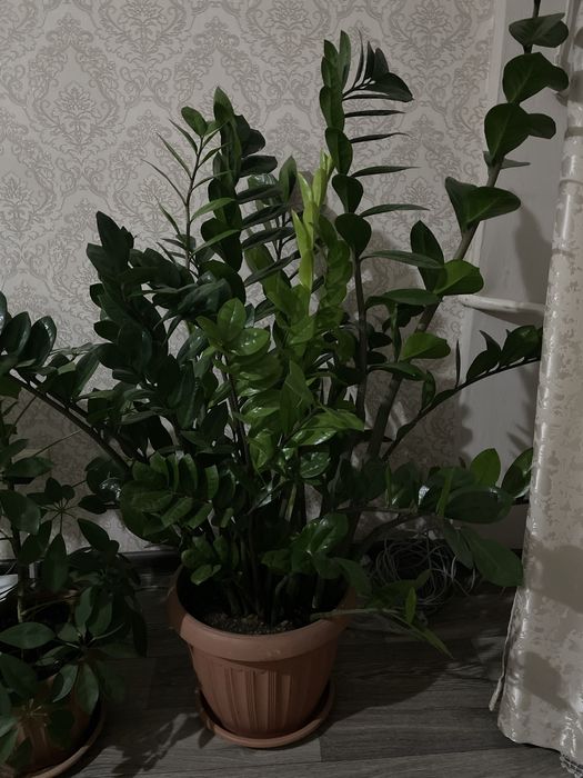 Продам замиакулькас.